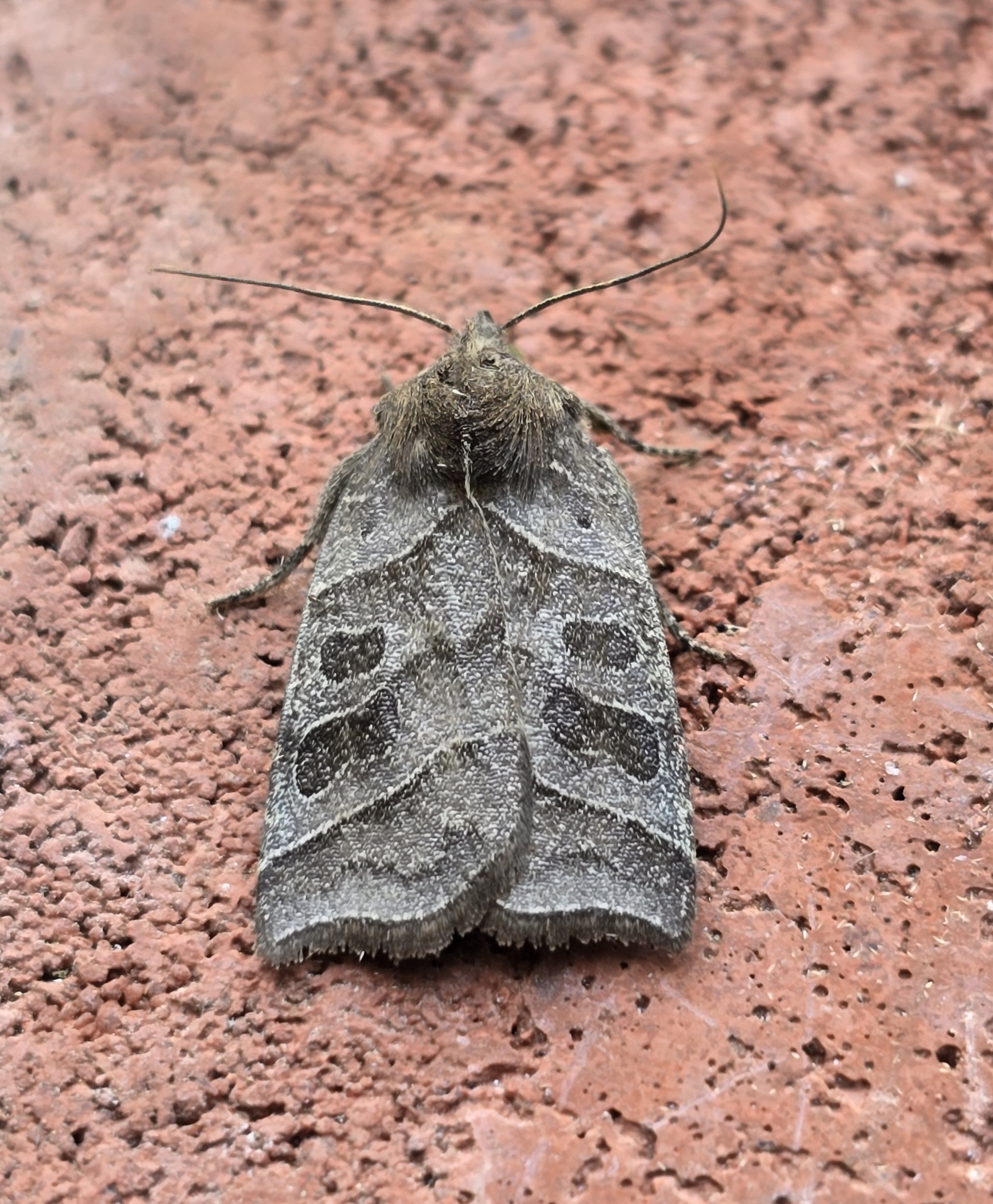 Photo of Double Kidney (Ipimorpha retusa)